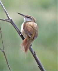 Limnoctites rectirostris
