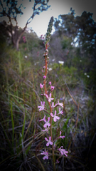 Stylidium araeophyllum