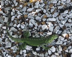 Iguana iguana
