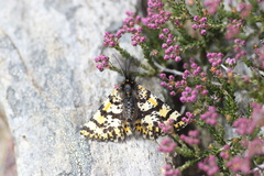 Eurranthis plummistaria