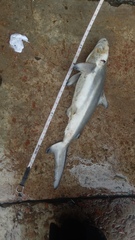 Carcharhinus limbatus