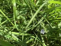 Veronica filiformis