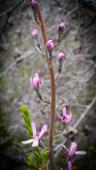 Stylidium araeophyllum