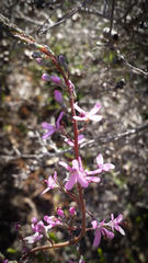 Stylidium araeophyllum