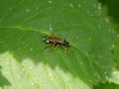 Macrophya rufipes