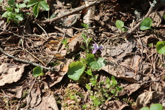 Viola epipsila