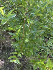 Calycanthus occidentalis
