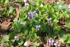 Viola epipsila