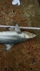 Carcharhinus limbatus