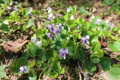 Viola epipsila