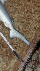 Carcharhinus limbatus