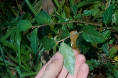 Cotoneaster simonsii