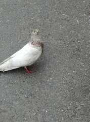 Columba livia domestica