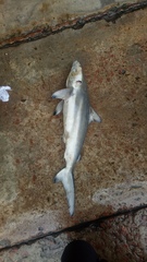 Carcharhinus limbatus