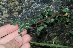 Cotoneaster microphyllus