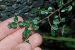 Cotoneaster microphyllus