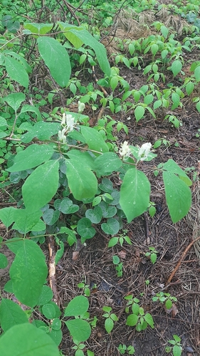 Paprastasis sausmedis