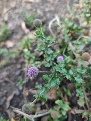 Sphaeranthus suaveolens