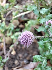 Sphaeranthus suaveolens