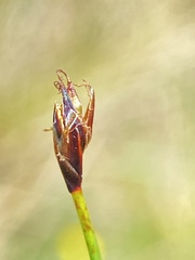 Eleocharis quinqueflora