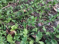 Sphaeranthus suaveolens