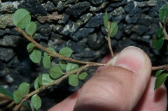 Cotoneaster microphyllus