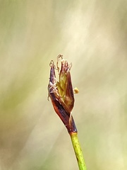 Eleocharis quinqueflora