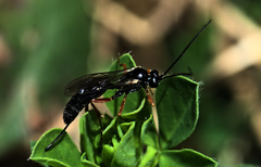 Limneriini