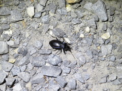 Carabus sylvosus