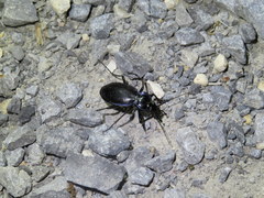 Carabus sylvosus