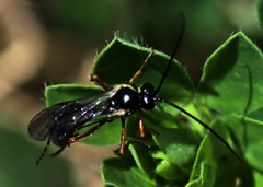 Limneriini