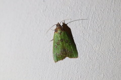 Doloessa viridis