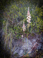 Stylidium araeophyllum