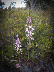 Stylidium araeophyllum