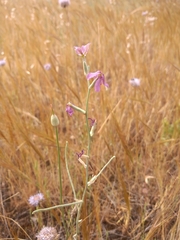 Matthiola fruticulosa