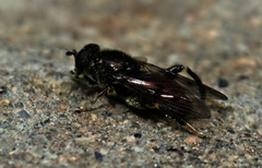 Chalcosyrphus libo