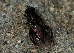 Chalcosyrphus libo