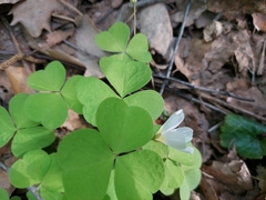Oxalis acetosella