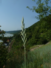 Thinopyrum intermedium intermedium