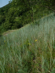 Thinopyrum intermedium intermedium