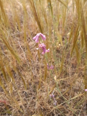 Matthiola fruticulosa
