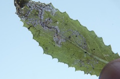Stigmella ogygia