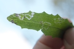 Stigmella ogygia