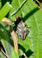 Stephanocleonus microgrammus