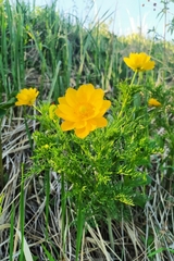 Adonis apennina