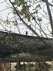 Zonotrichia capensis chilensis