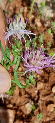 Centaurea boissieri
