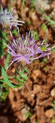 Centaurea boissieri