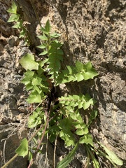Hyoseris radiata