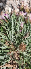 Centaurea boissieri